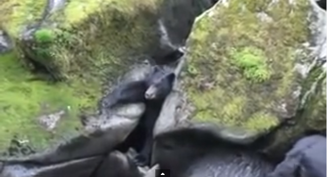 【クマさん動画】ヤバい、岩にハマった！ でもお魚食べたい！ ジタバタっぷりがカワイイ食いしん坊クマさんを発見したよ