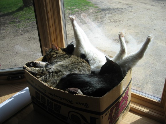 ニャンコがパンパンに詰まった「猫詰めボックス」を発見ッ！/ネットの声「これぞユートピアならぬキャットピア」