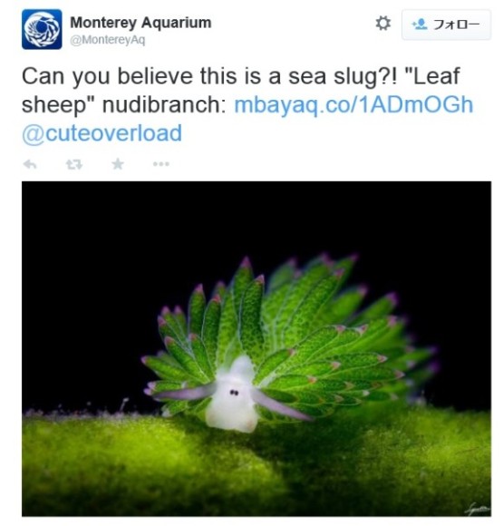 nudibranch1