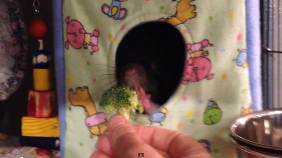 【動画】「ブロッコリーはご遠慮いただきたい」ママが何度勧めても巣の外にポイしちゃうネズミさんの仕草がぐうかわ
