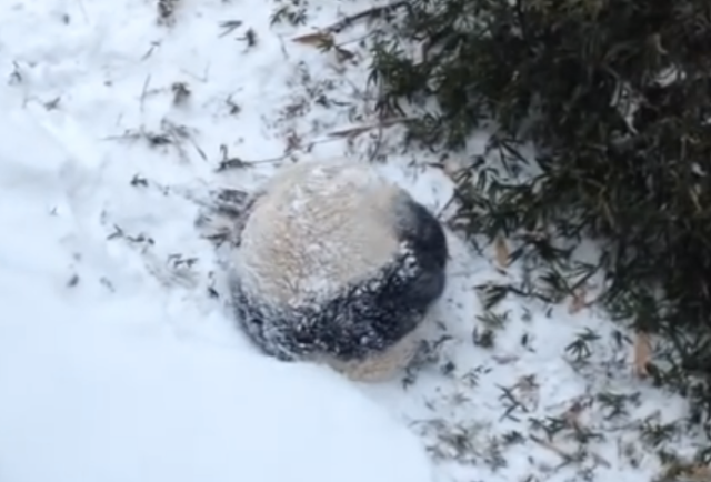 ゴロンゴロンゴロン…… 雪の上を転がるパンダの可愛さが神レベル