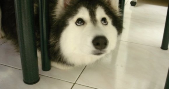 猫っぽくなってしまったハスキー犬がネットでまた話題になっていたよ Pouch ポーチ