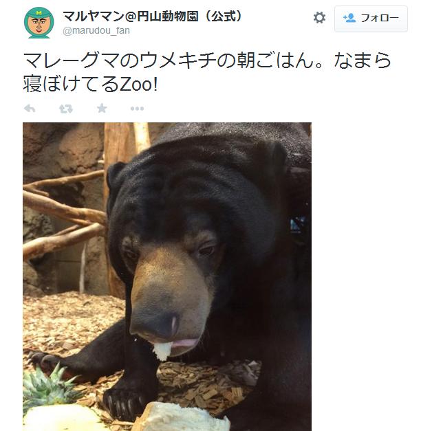 【ほっこりキュン】札幌「円山動物園」に住むマレーグマ・ウメキチさんが朝ご飯を食べる様子をご覧ください