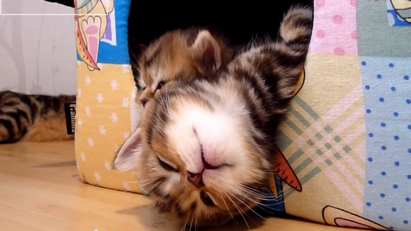 【今宵の寝支度】おめめとろ～ん…子ネコが眠りに落ちる瞬間を集めた動画で今日の疲れをリセットしちゃおう