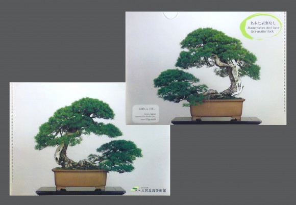 bonsai5