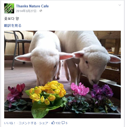 もう可愛さがハンパない♪　韓国にはモッフモフのこひつじに触れ合える“羊カフェ”があるらしい！