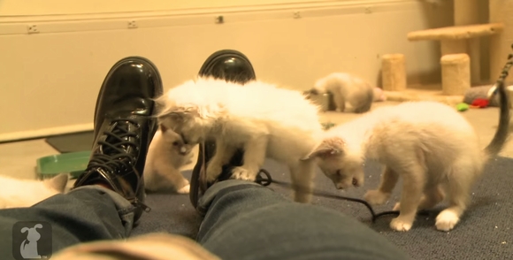 【うらやましい】無類の子ネコ好きなら「ちょっとひも靴買ってくる」ってなる動画