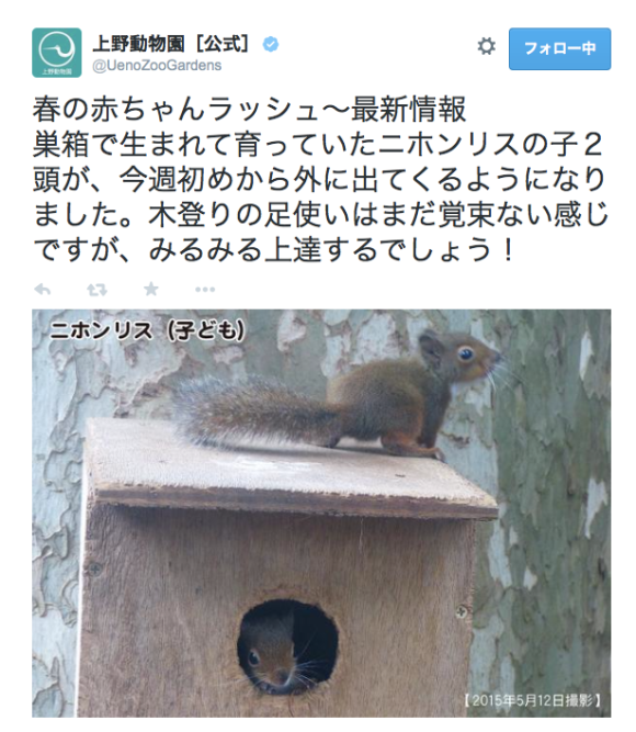 上野動物園は春の赤ちゃんラッシュ 巣箱から出てきたリスの子どもたちが可愛くて癒されるぅぅぅ Pouch ポーチ