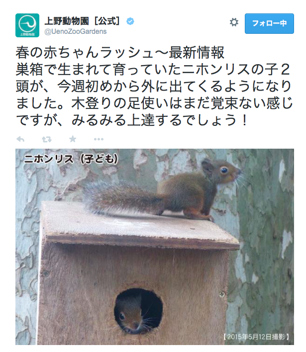 上野動物園は春の赤ちゃんラッシュ！巣箱から出てきたリスの子どもたちが可愛くて癒されるぅぅぅ