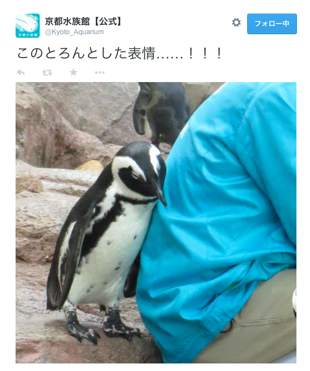 【ネットで話題】とろんとした表情で甘えるペンギンがカワイイ!!!!