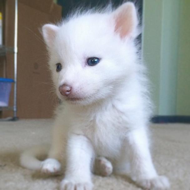 Instagramに舞い降りたふわっふわの天使！真っ白ボディー＆青い瞳を持つアカギツネの赤ちゃん「Rylaiちゃん」♪