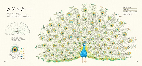 大人だからこそ楽しめる イラストをサラリと描ける本 色えんぴつでかわいい鳥たち が登場 Pouch ポーチ
