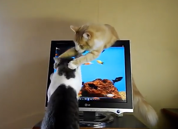 【兄弟あるある】弟ネコが画面をひっかくのをあらゆる手段で止めさせようとするお兄ちゃんネコのカワイイ戦い