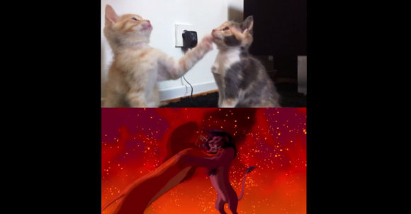 子ネコたちの ライオンキング再現してみた がずるい 迫力ゼロでもかわいさは5割増し Pouch ポーチ