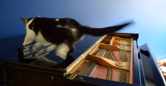 【かまってにゃんこ必見】飼い主にピアノの演奏をやめさせる方法3選