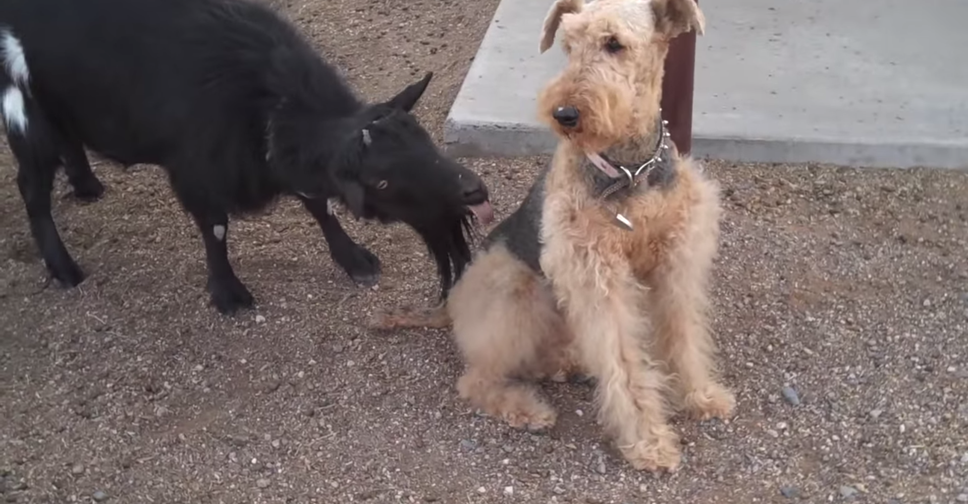 なぜなのか 体当たりからの背中レロレロ ヤギさんの謎すぎる珍行動 ネットの声 元カノの喧嘩の売り方に激似 Pouch ポーチ