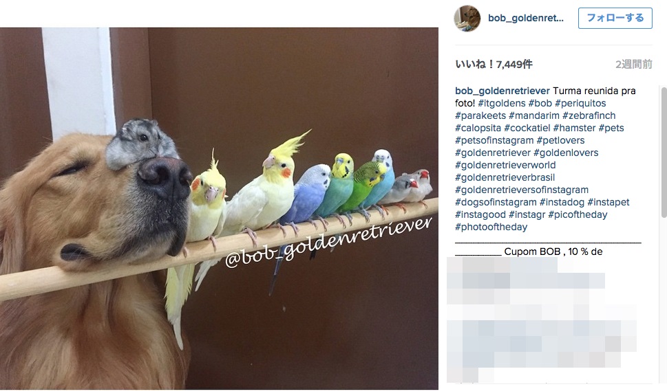 これぞ平和 ゴールデンと8匹の鳥 ときどきハムスター ブラジルでなかよく暮らす 大所帯 がinstagramで話題に Pouch ポーチ