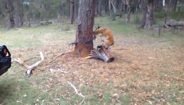 救助せよ！】子鹿が木の周りで大暴れしているその理由u2026あなたならどう 
