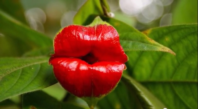 この世にホントに実在する!! バレリーナ、ガイコツ、真っ赤な唇…何かにそっくりな「美しくて奇妙な花」ベスト10！