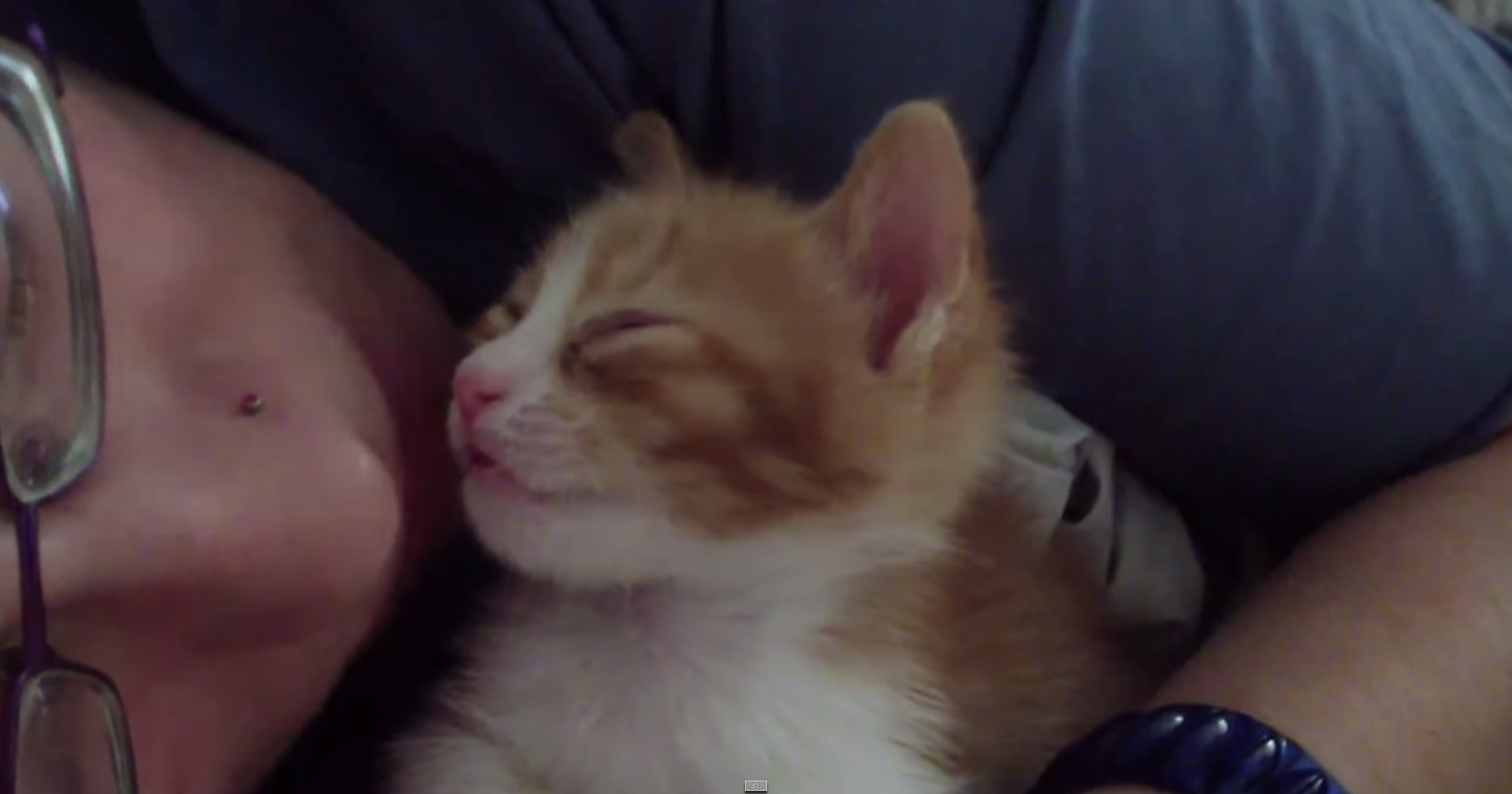 子ネコ 陥落 飼い主さんのキスの嵐で コテン と寝入ってしまう子ネコの幸せそうな寝顔にずきゅーん Pouch ポーチ