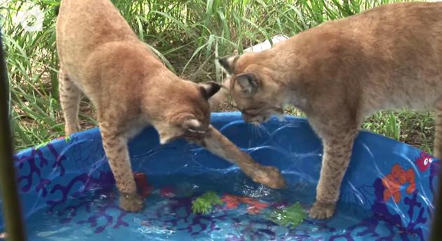 「あぢぃ〜」トラはプール大好き！ 他のネコ科動物はどうなの？ 結論：全員水浴び大好き、可愛いニャンコさんでした