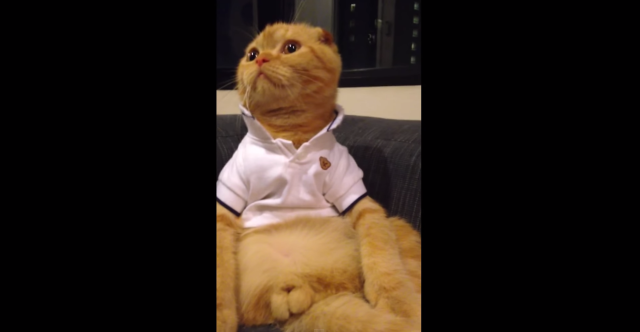 【確信犯？】えりを立てたポロシャツ1枚で「おっさん座り」しているネコが “全開” すぎてかわいい！