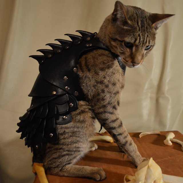 マッドマックスっぽい】愛猫をヘビーメタル風に武装させるお洋服を発見