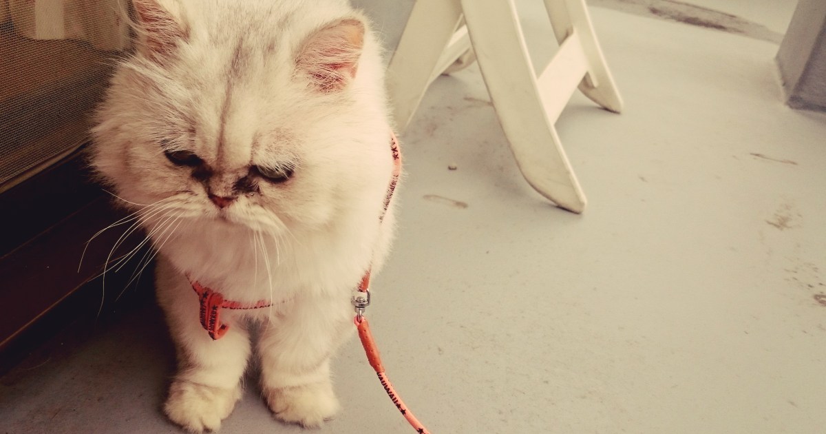 室内飼いの猫に散歩は必要なの 答え 育った環境による ため 散歩は必須ではない らしい Pouch ポーチ