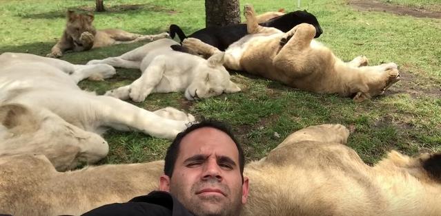 見てるほうが冷や汗…ライオンさんとジャガーさんの群れに囲まれて、優雅にお昼寝する猛者を発見！