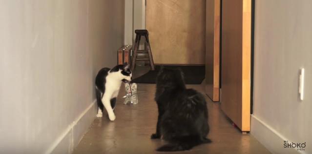 「ほらほら、こっちだよ～」猫のおもちゃを上手にお散歩させているニャンコさんを発見ッ!!