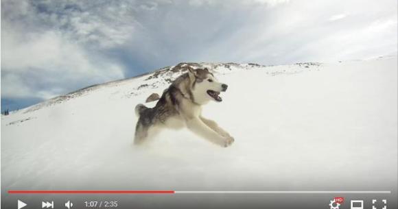 自然 最高 っ 雪山を思いっきり駆け回るハスキー アラスカン マラミュート オオカミのミックス犬 ロキさんをご覧ください Pouch ポーチ