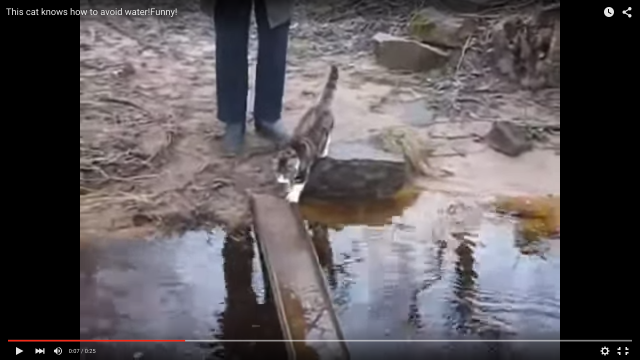 水に濡れるのはごめんだぜ!!! 猫が編み出した一本橋を渡る方法が可愛すぎた / ネットの声「これはかしこい」
