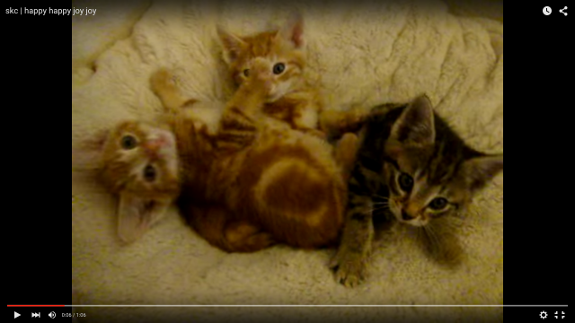 まるでモーター音！ 3匹の子猫たちが一斉に「ゴロゴロ」喉を鳴らしている動画に癒されまくり〜!!!
