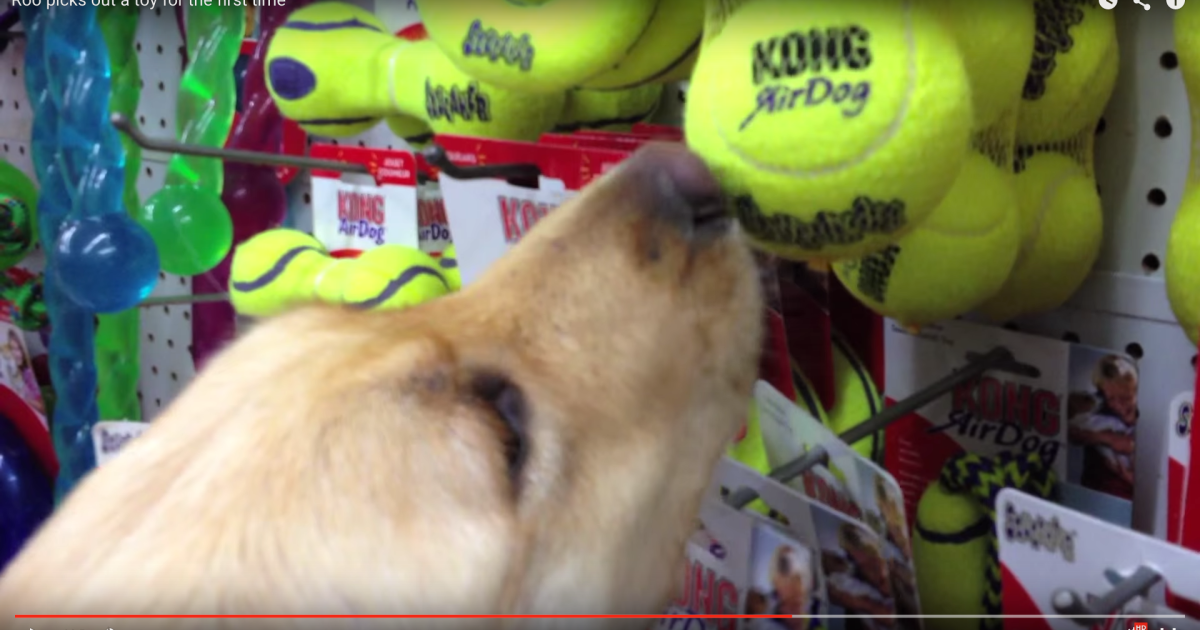 劣悪な環境から救助されたワンコ 生まれてはじめて自分でおもちゃを選ぶ様子に ワンコが幸せそうでよかった 笑顔になる と大反響 Pouch ポーチ