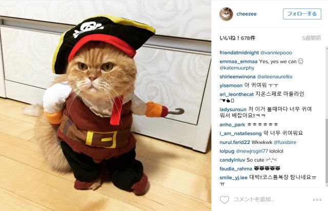 ネ、ネコが立ってる!? 海賊の衣装を着て歩くネコがめっちゃジャック・スパロウっぽいと話題に！