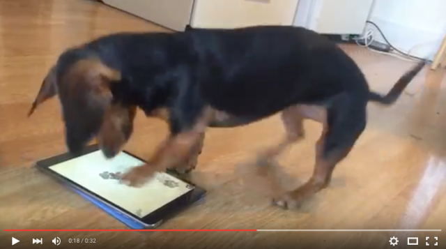 ひ、必死すぎるぜ… iPadの犬専用ゲームに夢中すぎるワンコ / 画面を掘りまくる姿がたまらない♪