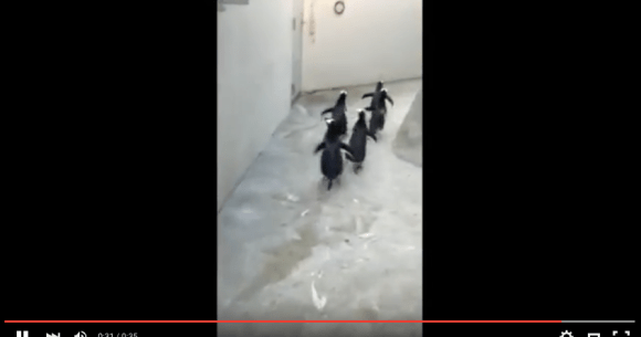 逃げるぜよ！ 逃げるぜよ!! 動物園のペンギンたちが脱走大作戦を開始