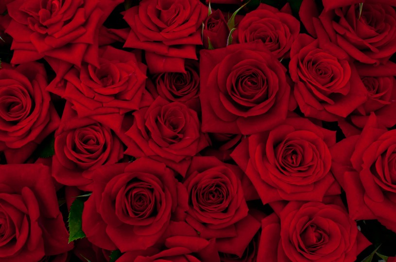 12月12日は ダズンローズデー というロマンチックな記念日 恋人に12本のバラをプレゼントする日なんだよ Pouch ポーチ
