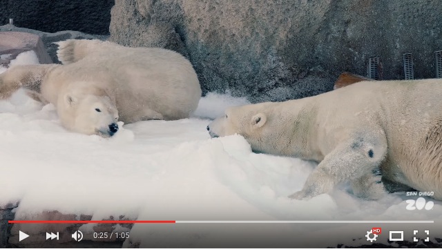 フワッフワの雪に白クマさんたち大興奮！ パウダースノーにまみれて遊ぶ姿が可愛すぎるのです♪