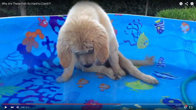 子供用ビニールプールで遊ぶラブラドールの子犬「あるもの」が気になっている姿がきゅん可愛い♪