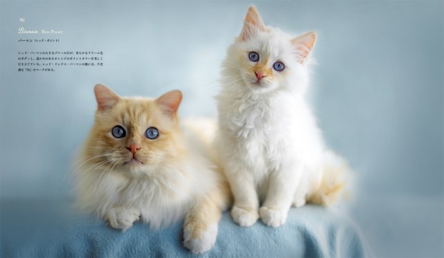 ニャンと魅力的なの！ 世界の “101匹ネコちゃん” が収録されたニャンコ図鑑がとってもビューティフルです♪