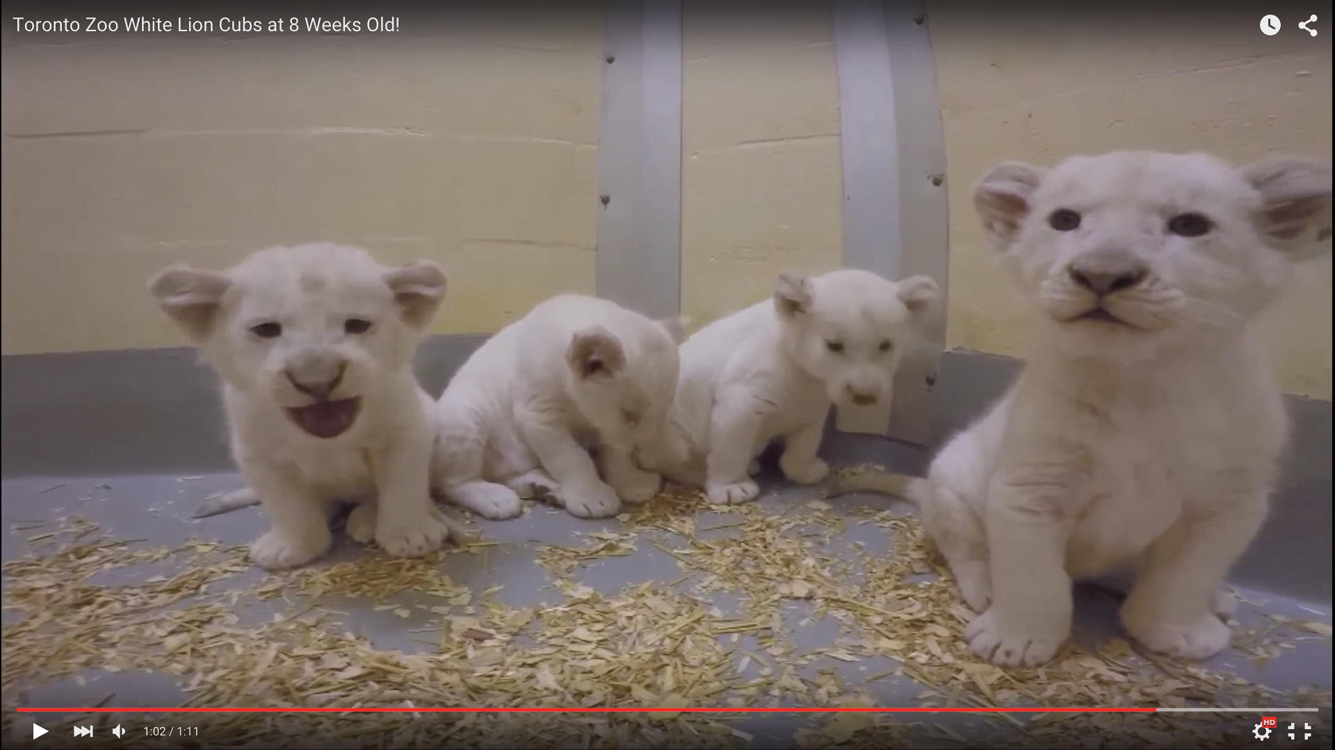 ほぇええ 可愛さ染み渡る 生後8週のホワイトライオンの赤ちゃん4匹の動画がめちゃくちゃ癒される Pouch ポーチ