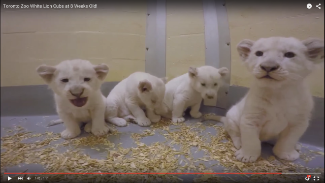 ほぇええ〜可愛さ染み渡る…生後8週のホワイトライオンの赤ちゃん4匹の動画がめちゃくちゃ癒される♪