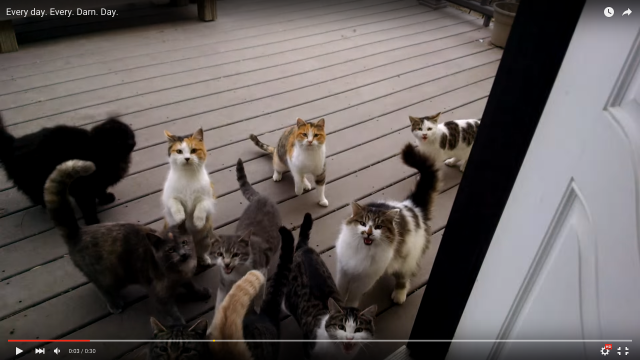 玄関開けたら猫がわんさか!! ハリポタのマンドラゴラ並みの大合唱「餌くれコール」に癒されよう