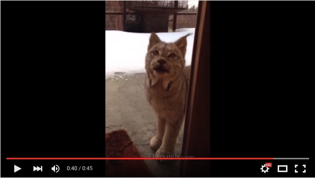 アラスカ】カナダオオヤマネコが家に遊びに来たよ！ 神々しいお姿に