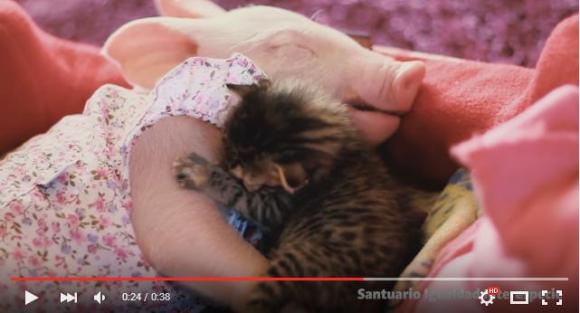 癒される 子猫と子ブタがイチャイチャしまくる動画にメロメロ 観れば観るほど愛おしさが止まらない Pouch ポーチ