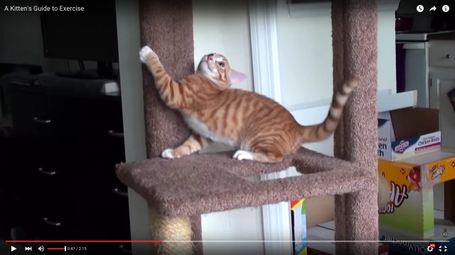 【マシュマロ猫に教えたい】室内猫のためのハウツー・ニャクササイズ動画がかわゆい！「ウォームアップが1番よかった」の声も