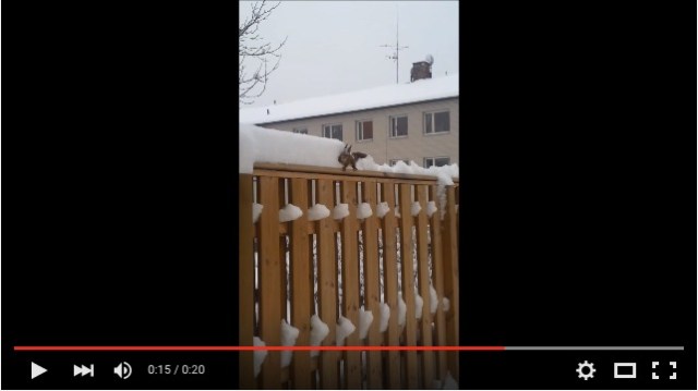 きゃわわわわ♪ こんなにかわいい除雪作業見たことない！ リスさんが積極的に雪かきをしている動画がこちらです