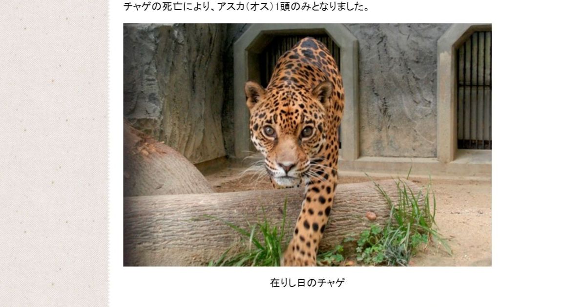 みんなに愛されたチャゲが天国に旅立ちました 今後はアスカのみが展示されるそうです 東山動植物園 Pouch ポーチ