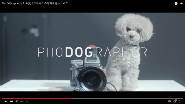 もしも愛犬があなたの写真を撮ったら？ ペットフード・メーカーが行った愛情あふれる試み「PhoDOGrapher 」に絶賛の声